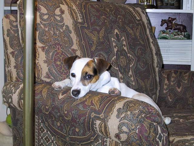 Sweetpea In Chair