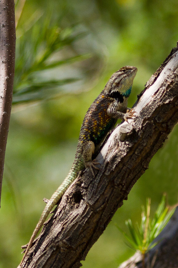 Reptile 
