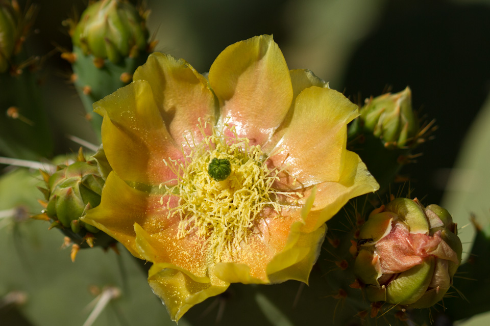 Among the Buds