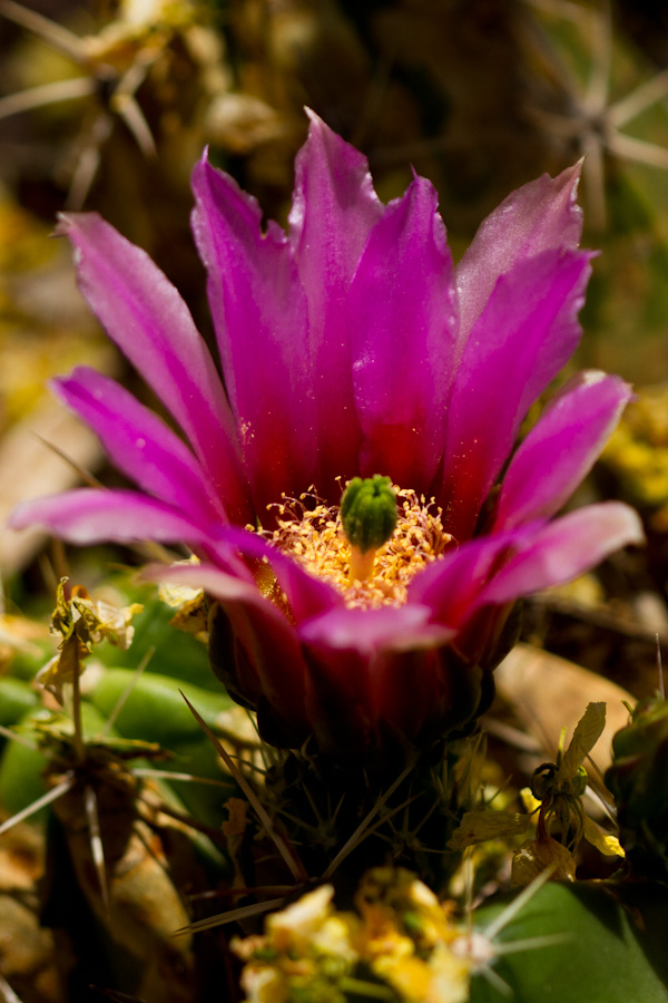 Little Flower