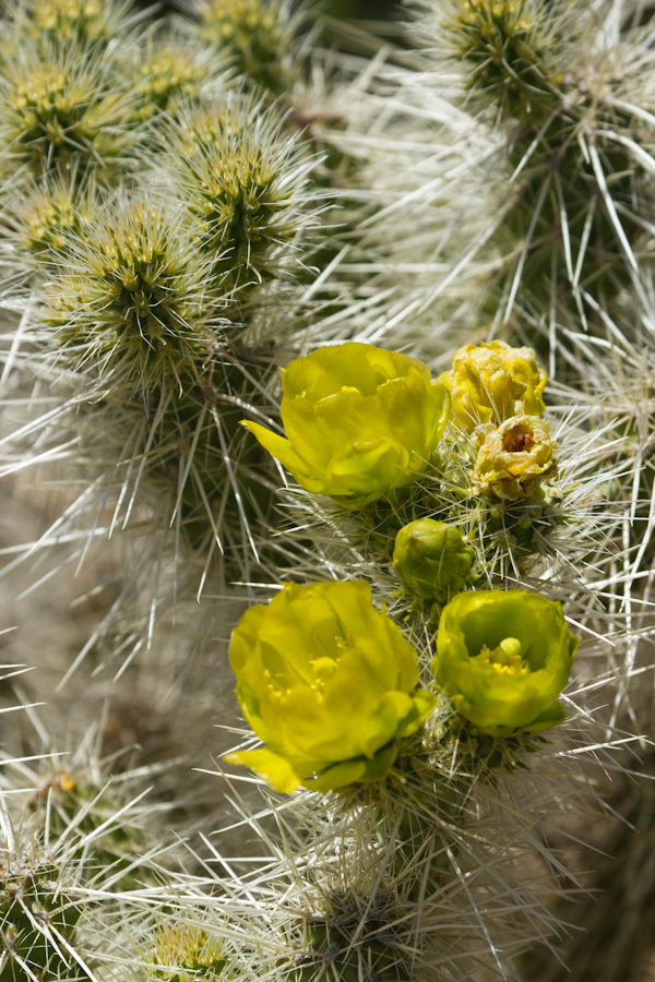 Spiny Home