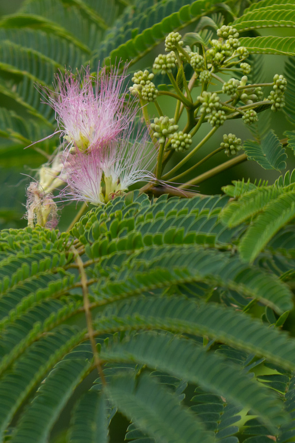 Pink Island in Sea of Green