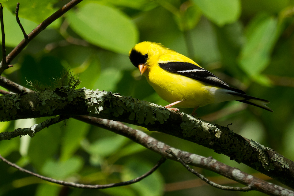 American Goldfinch