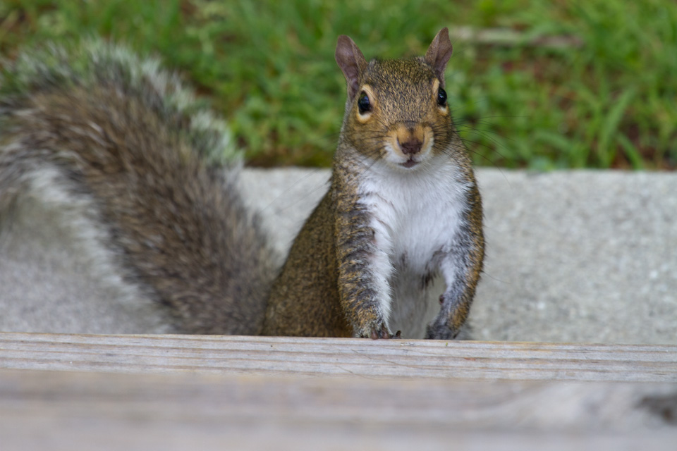 Checking the Deck Out