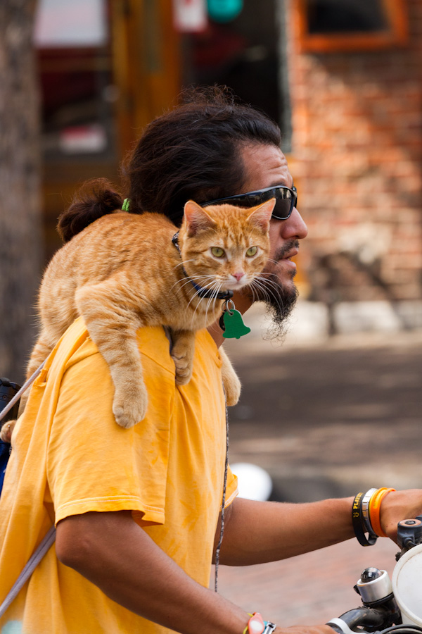 Kitty Rider