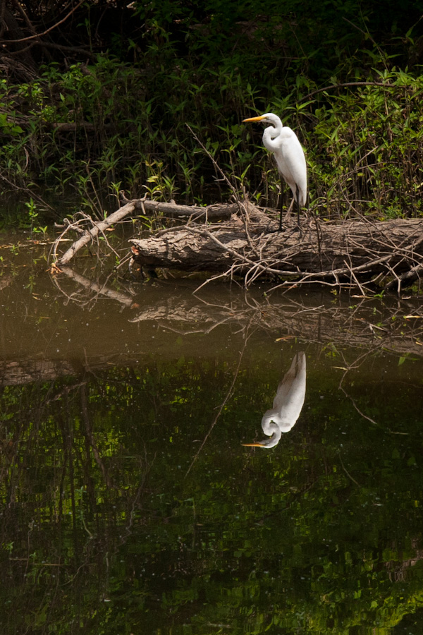 Mississippi Egret