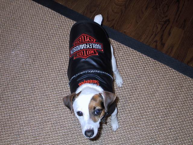 Sweetpea in Motorcycle Gear