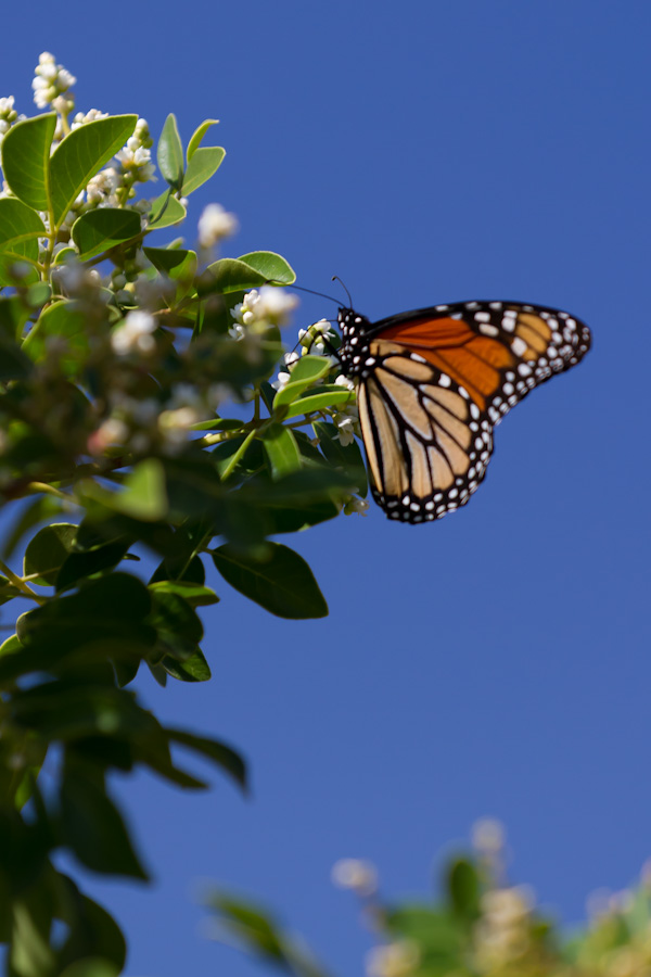 Butterfly on Blue