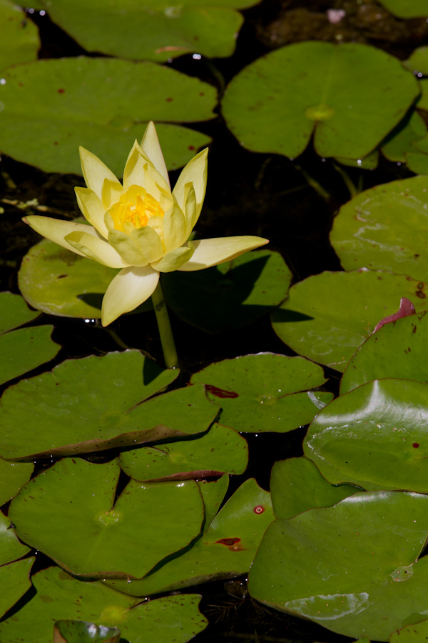 Lily
