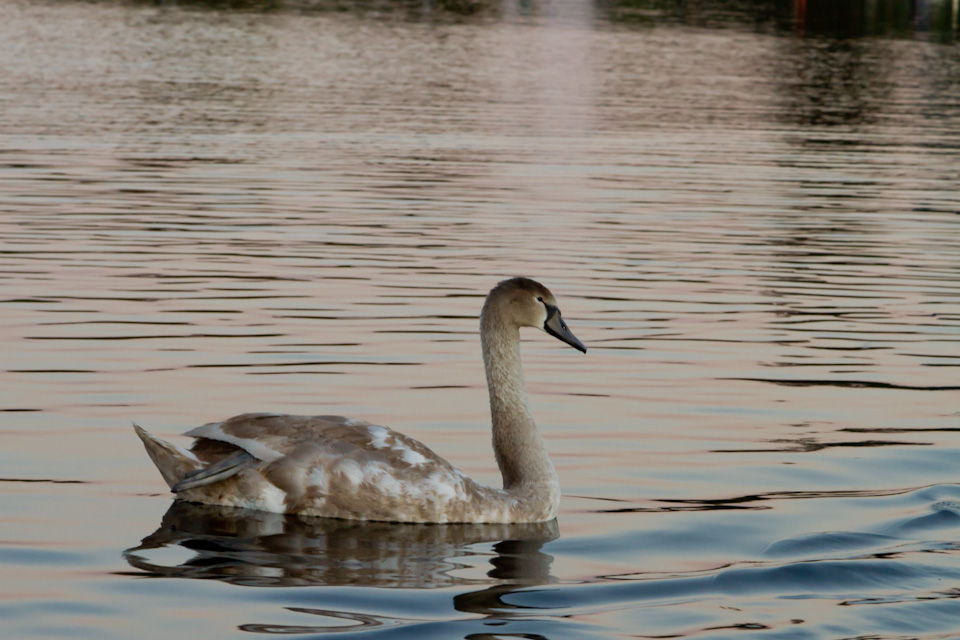 Dirty Swan