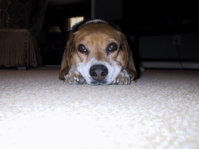 Beagle Head