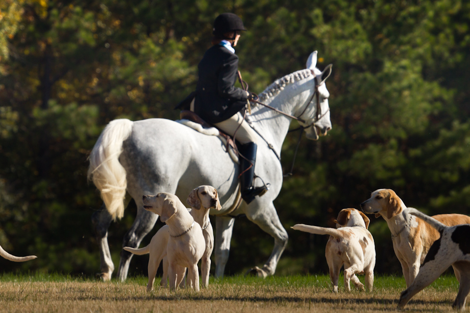 Rider and Dogs