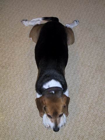 Beagle Rug