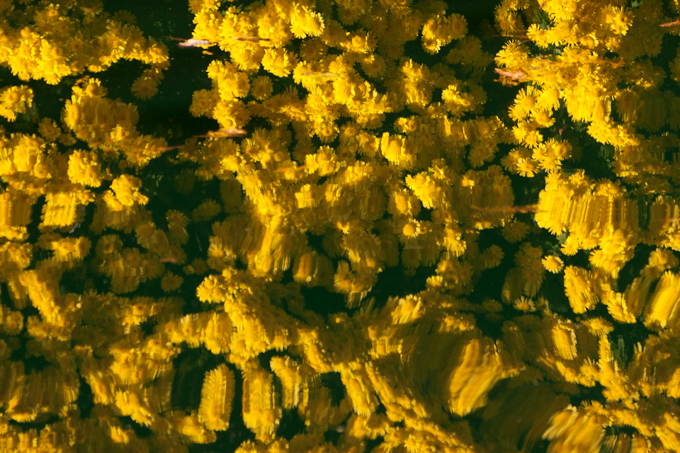 Marigold Reflection