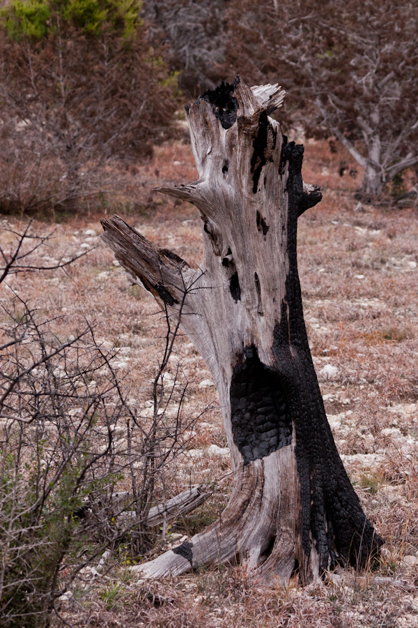 Stump