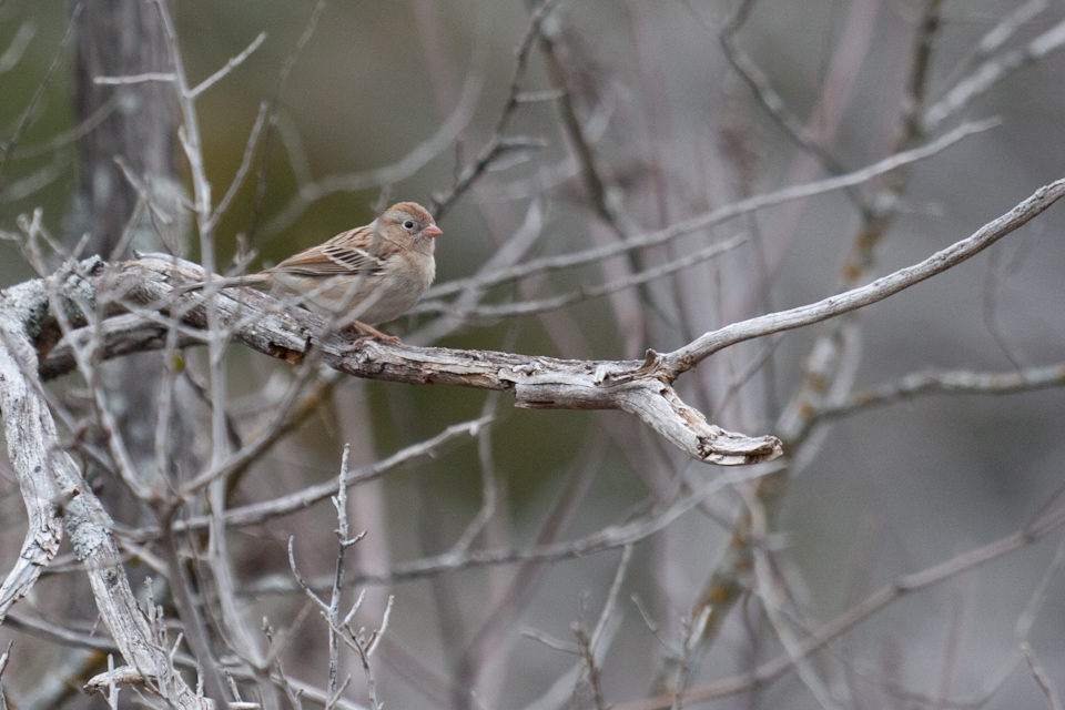 Little Wren