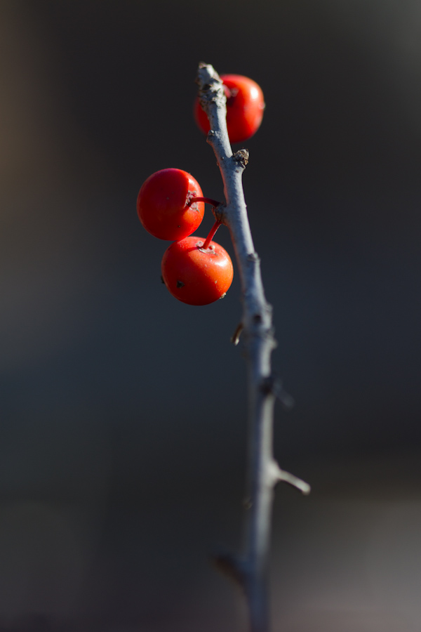 Little Berries