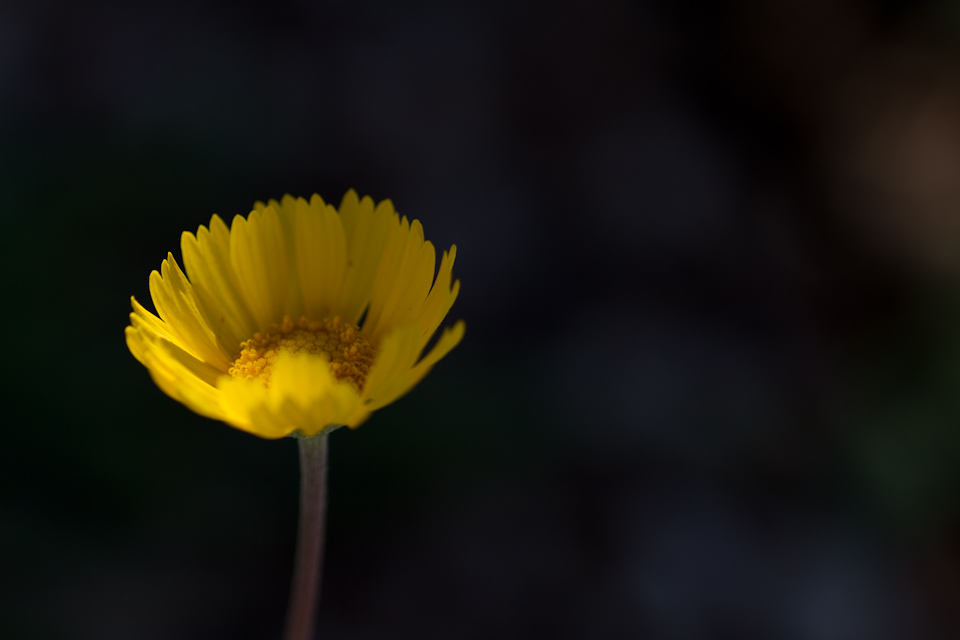 Shadows Coming