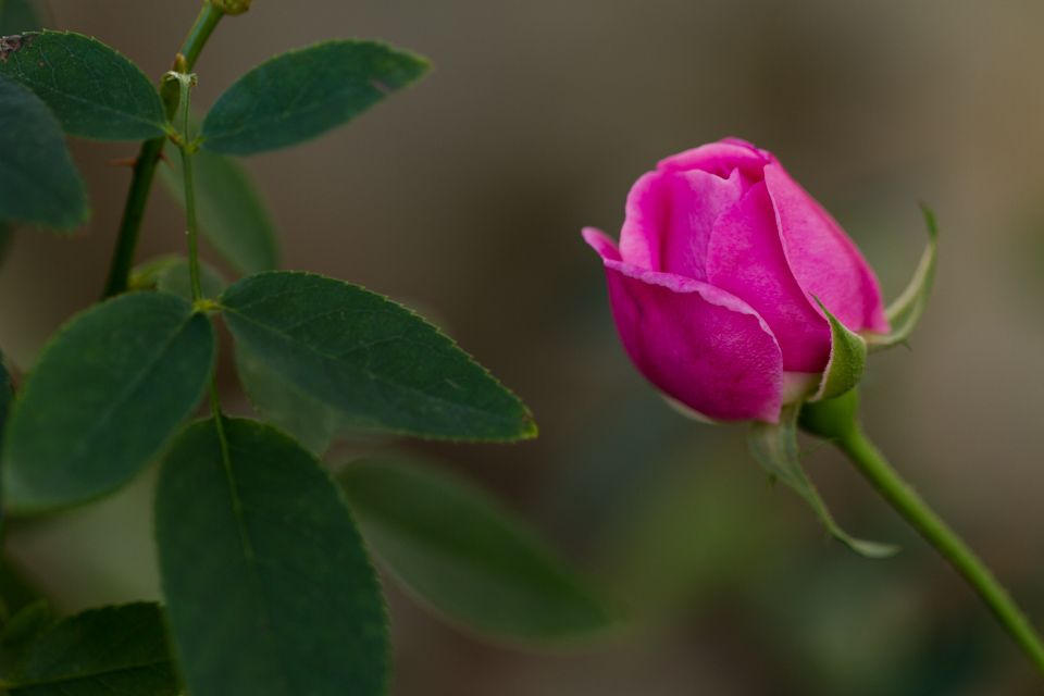 Lonely Rose