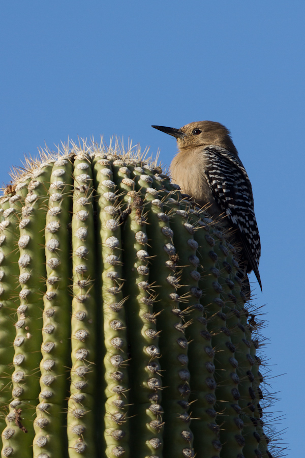 High Perch