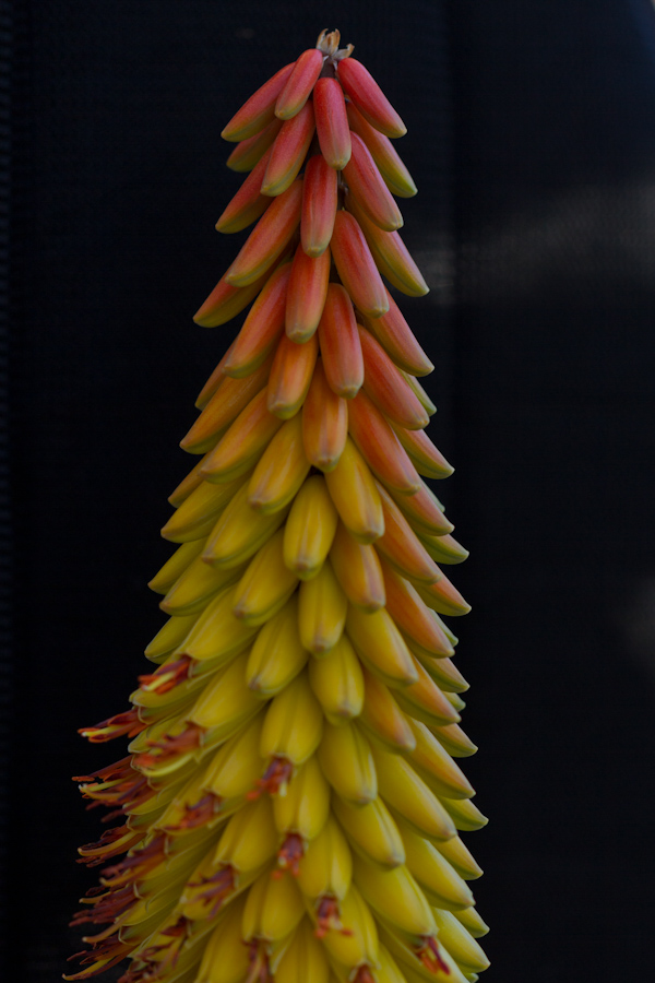 Soft Stalk