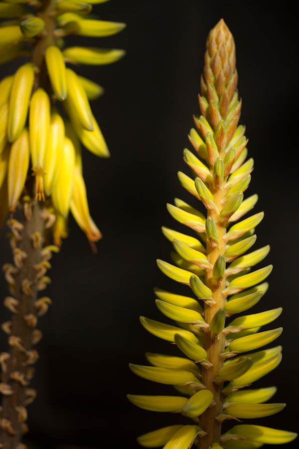 Cactus Stalk