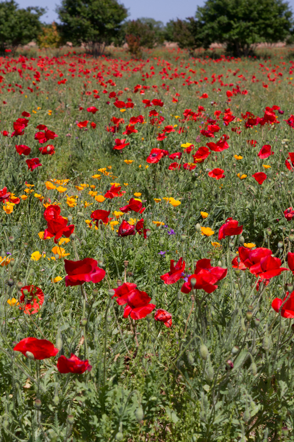 Poppies