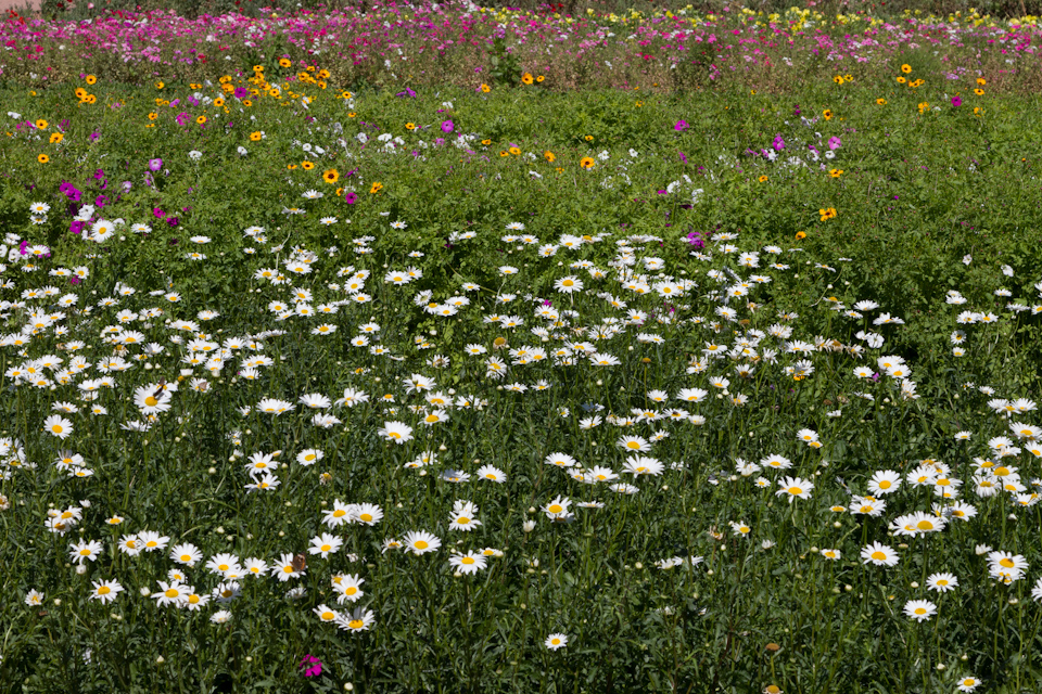 Flower Farm