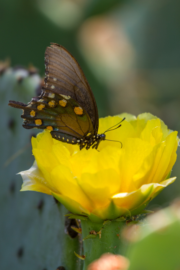 Dining on Cactus
