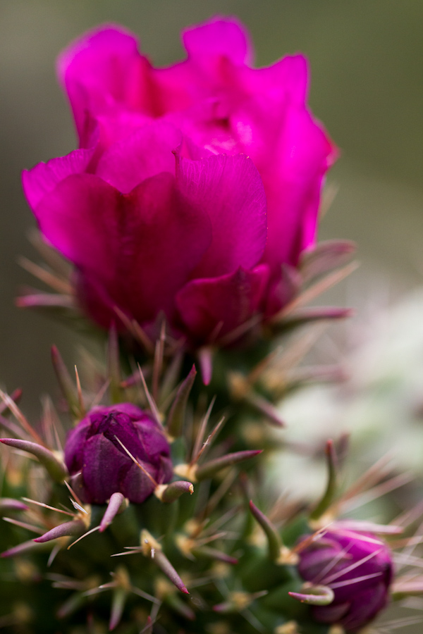 Cactus Rose