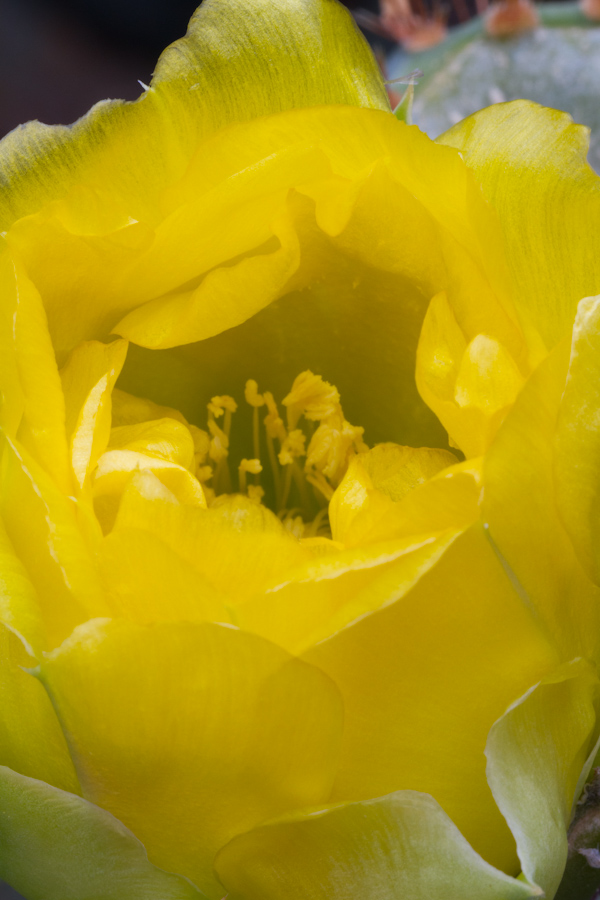 All Yellow