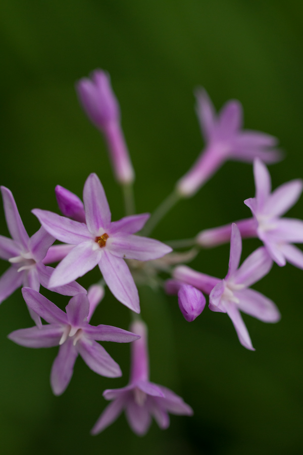 Little Flowers