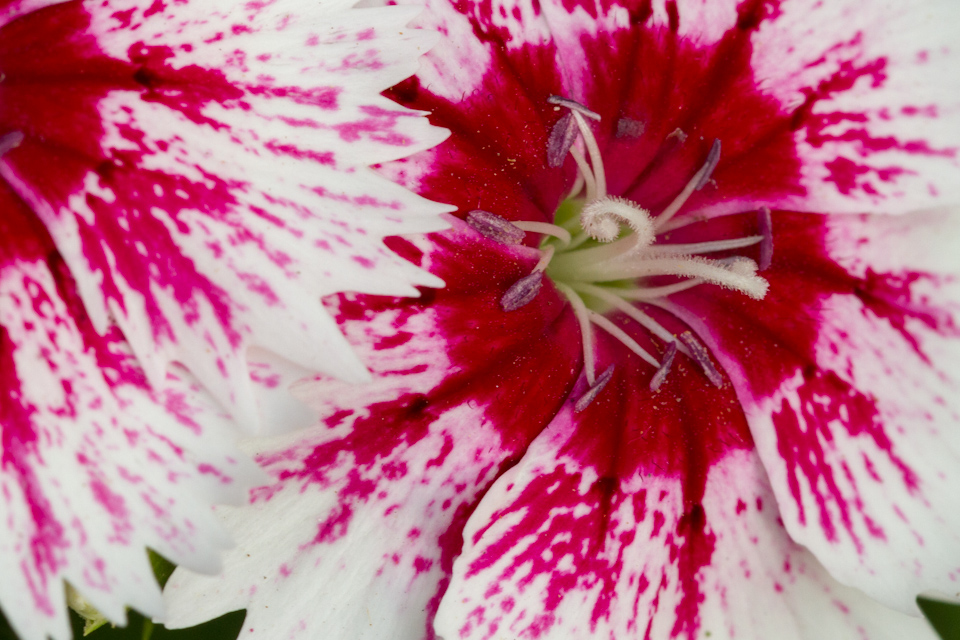 Pinwheel