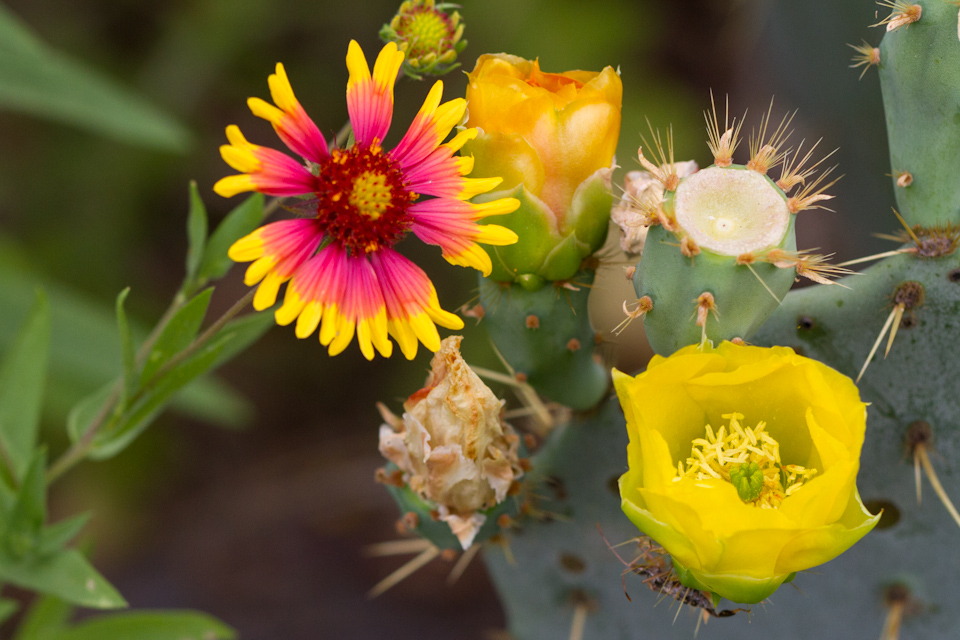 Desert Flowers