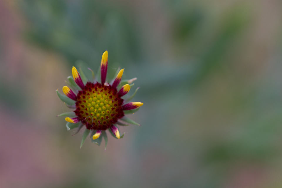 MIssing Petals