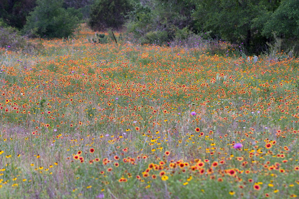 River of Flowers