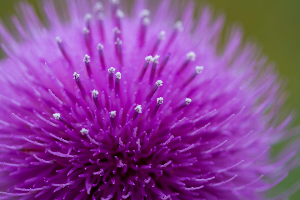 Purple Sphere