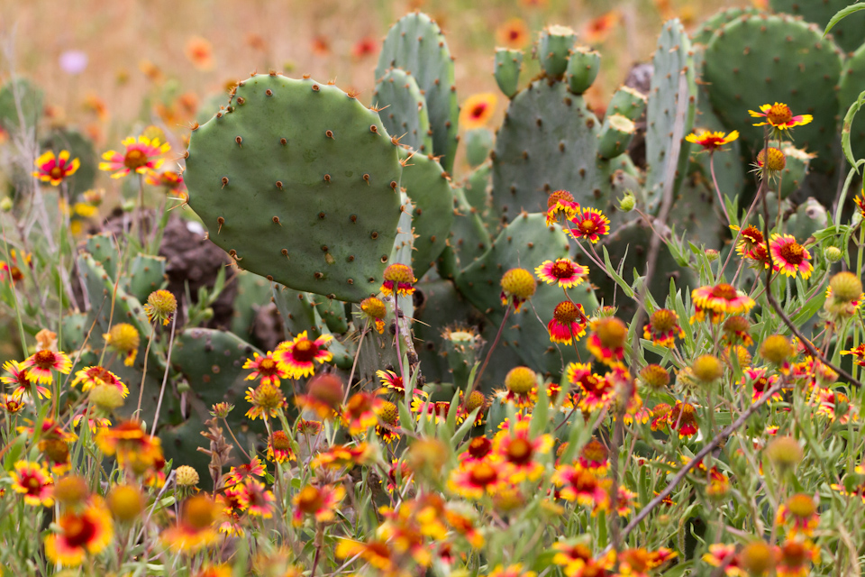 Flowers in Cactus