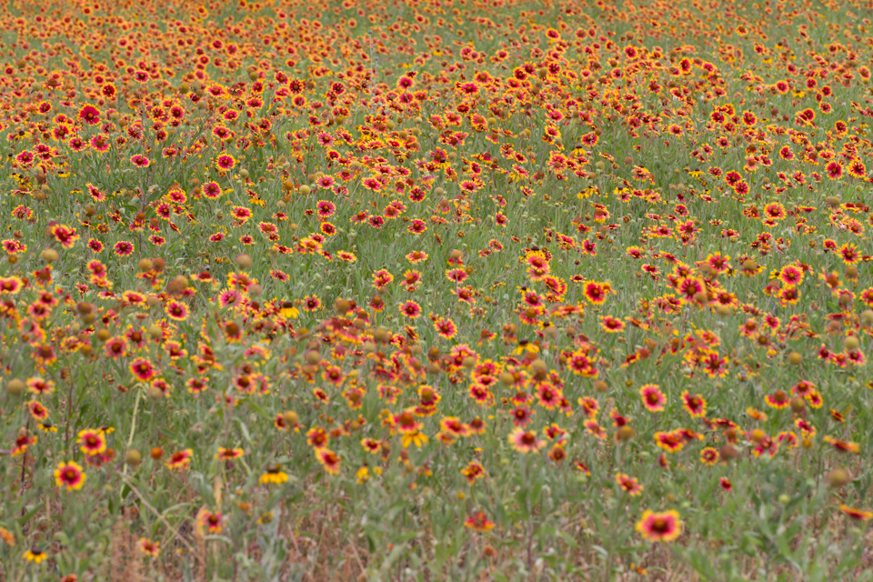 Field on Fire