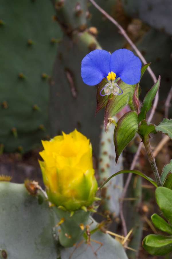 Blue and Cactus