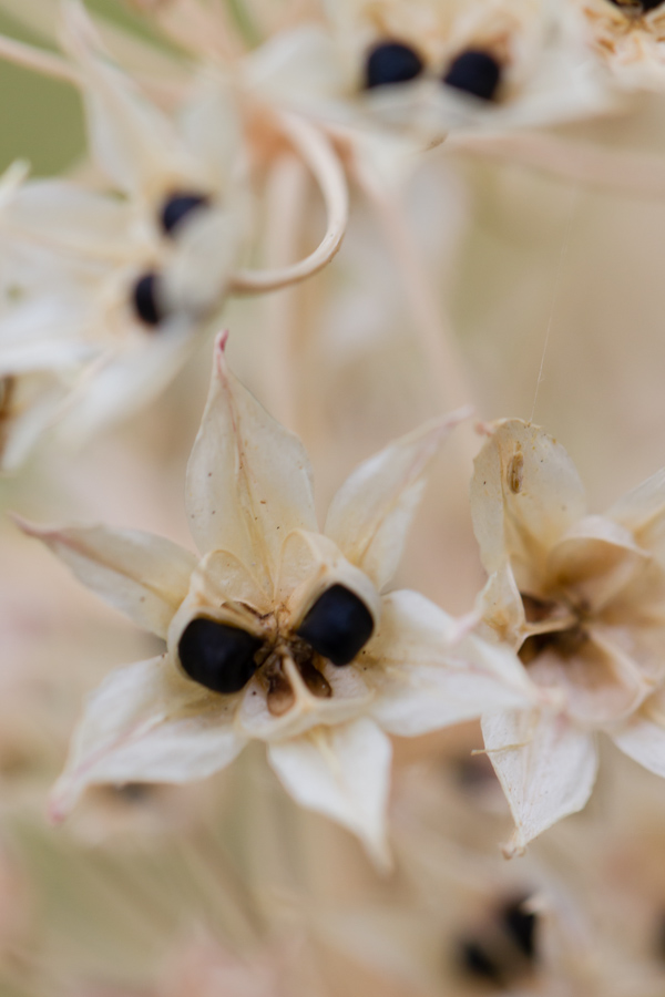 Skull Flower