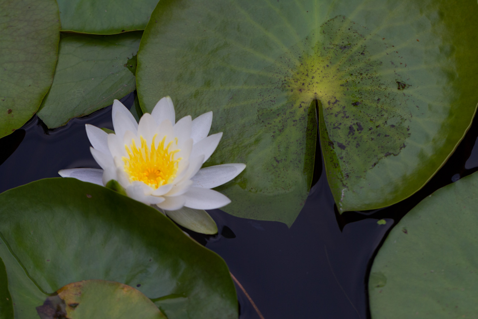 Water Lilly
