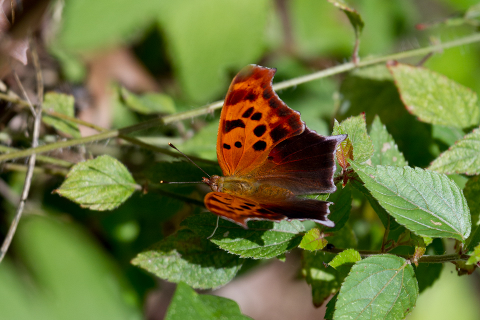 Texas Butterfly