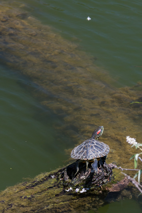 Sunning