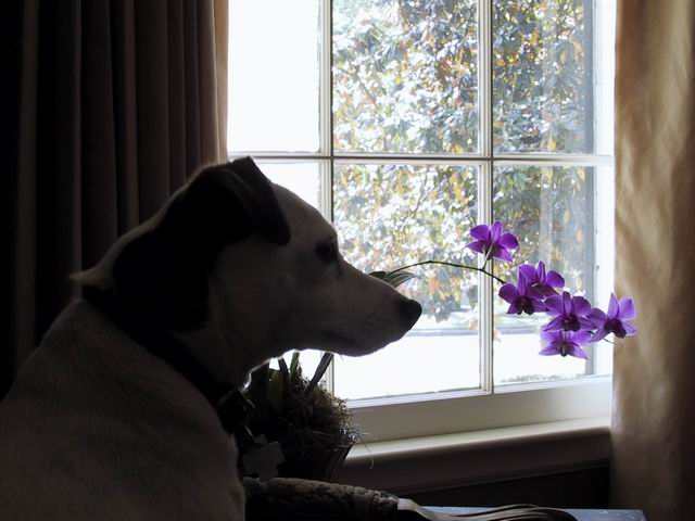 Sweetpea and Orchid