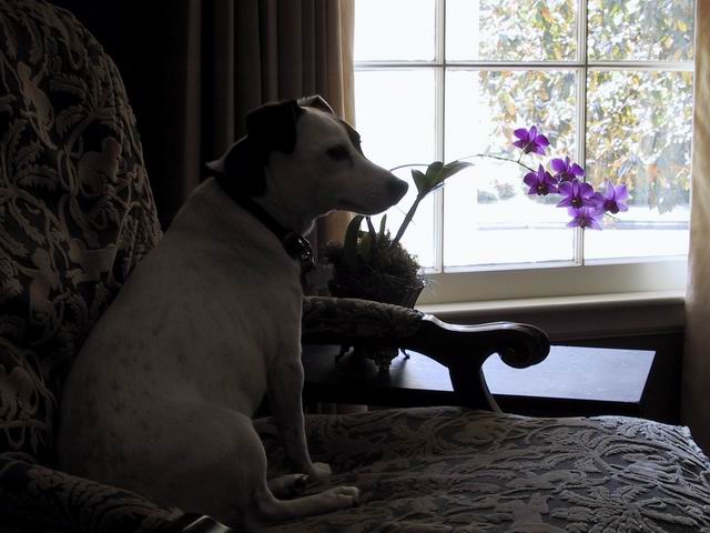 Sweetpea and Orchid