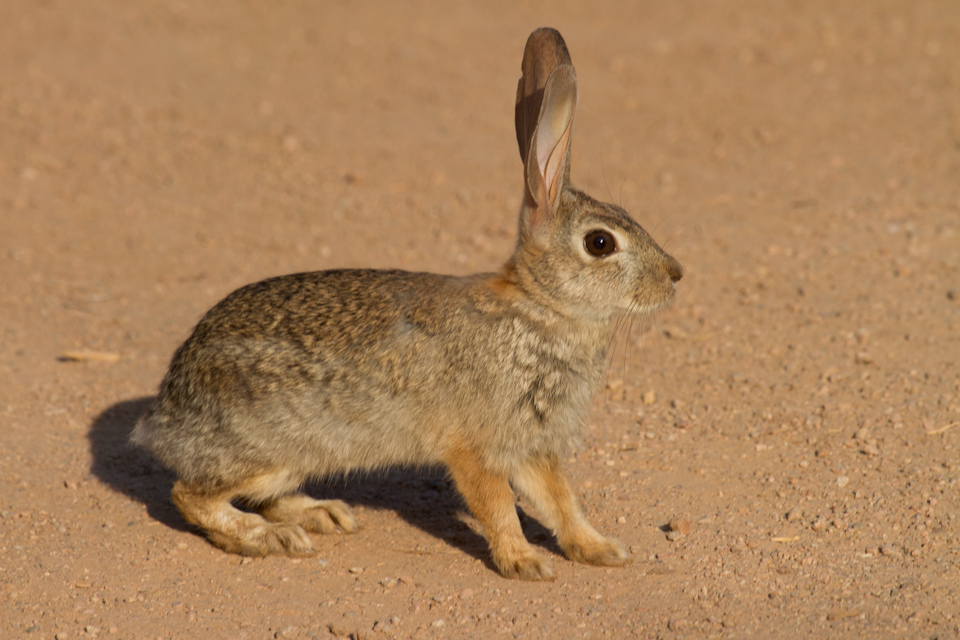Bunny Profile