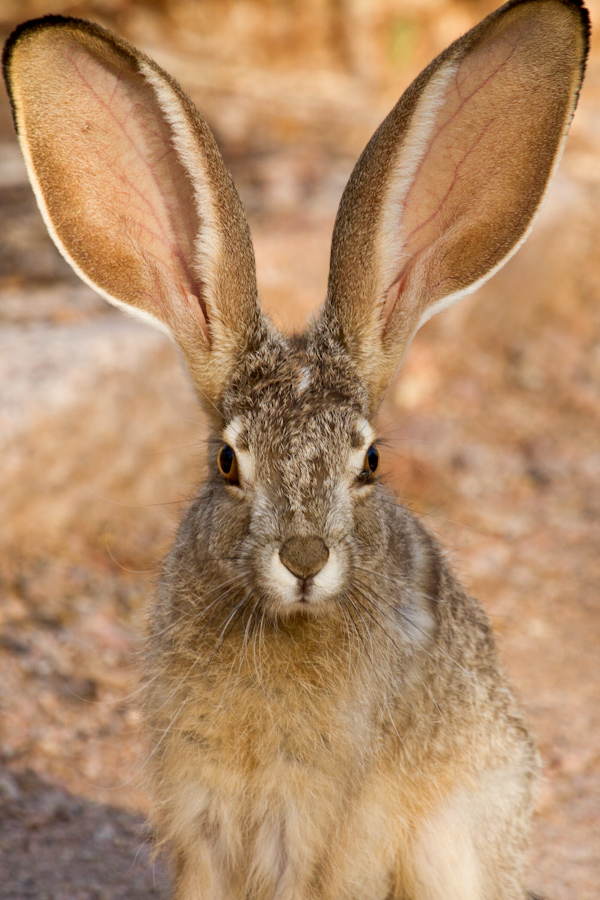 Nice Ears