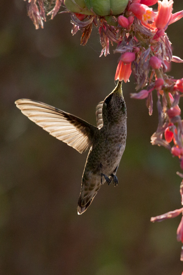Overhead Meal