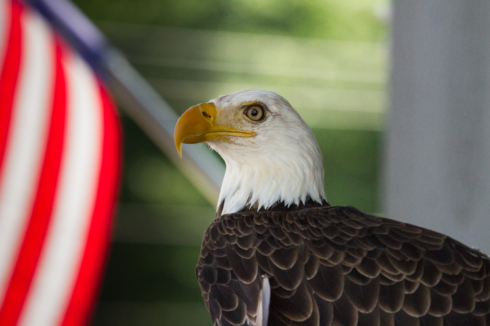 An American Bird